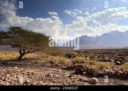 View over the Hamada rocky landscape in Wadi Feynan, Al-Sharat, Wadi Araba Desert, south-central Jordan, Middle East. Stock Photo