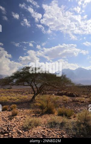 View over the Hamada rocky landscape in Wadi Feynan, Al-Sharat, Wadi Araba Desert, south-central Jordan, Middle East. Stock Photo