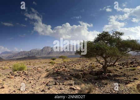 View over the Hamada rocky landscape in Wadi Feynan, Al-Sharat, Wadi Araba Desert, south-central Jordan, Middle East. Stock Photo