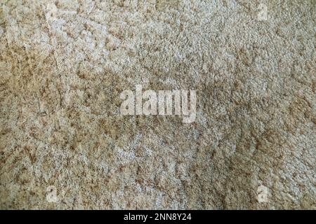 Old and dirty brown shag carpet from a 1970's home house that needs to be removed for a whole home renovation remodel Stock Photo