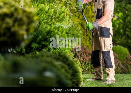 Professional Gardener Trimming Overgrown Branches During Plant Shaping Work in Residential Backyard Garden. Stock Photo