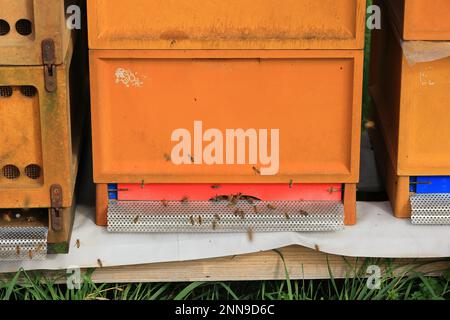 Flight operation in front of a hive Stock Photo