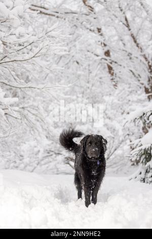 A black newfoundland dog in a winter snow covered landscape Stock Photo