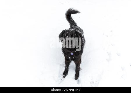 A black newfoundland dog in the snow Stock Photo