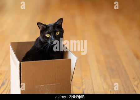 A black cat sitting in a cardboard box while looking at the camera Stock Photo