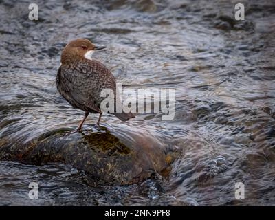 European dipper perched on a rock in a river Stock Photo