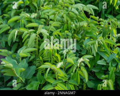 Green leaves of Sanguisorba officinalis, commonly known as great burnet. Herbaceous perennial plant in garden. Stock Photo