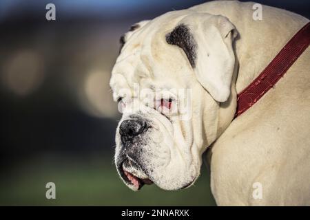 Beautiful dogs Stock Photo
