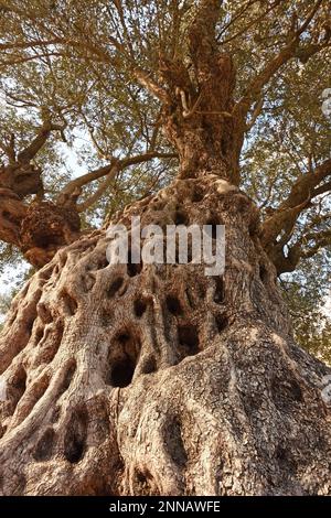 Old olive tree -  a look upwards Stock Photo