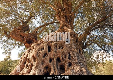 Old olive tree -  a look upwards Stock Photo