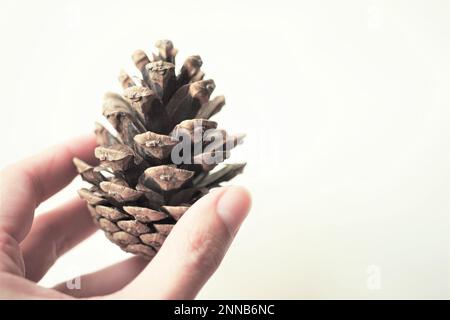 Hand hold fresh big pine cone on beige background. Stock Photo