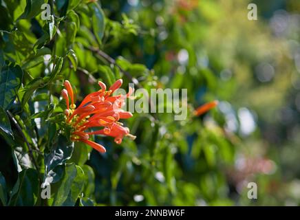 The bunch of orange color Pyrostegia venusta flowers Stock Photo