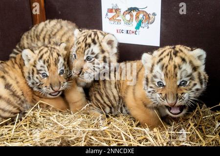 Cute Siberian Tiger Cubs from Hungary 