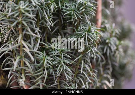 Close-up of a Common Yew Conifer , Taxus baccata fastigiata Stock Photo