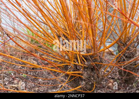 Close-up of Salix alba, vitellina Britzensis Stock Photo