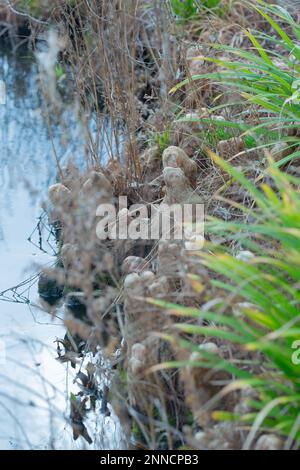 Pond Cypress roots near a large pond, Taxodium distichum var. imbricarium , Nutans. Stock Photo
