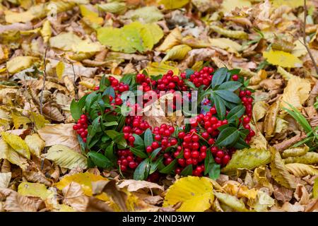 Autumn decor. Viburnum leaves and berries wreath. Stock Photo