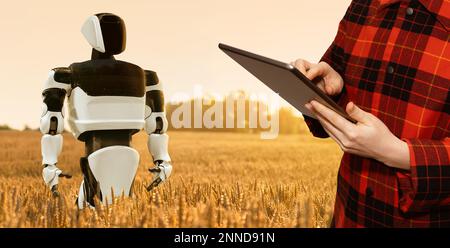 Farmer controls robot on an agricultural wheat field. Smart farming concept Stock Photo