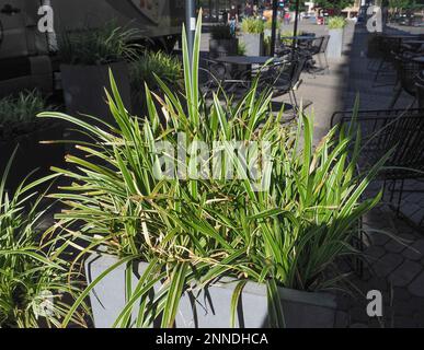samurai sansevieria Sansevieria ehrenbergii --Samurai Dwarf Snake Plant--