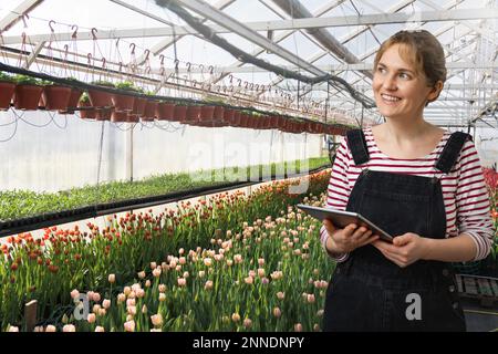 A farmer woman holds a tablet in her hands and stay next to greenhouses. Technologies in agriculture. Stock Photo