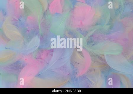 Beautiful soft colorful blue green pink feather texture pattern background with lighting. Abstract modern festive, love, valentines day, romantic, eas Stock Photo