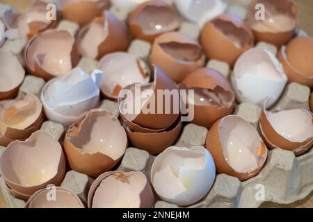 Broken egg shells in large carton box. Stock Photo