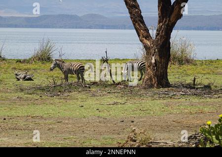 Zebra on Crescent Island in Lake Naivasha, Kenya Stock Photo