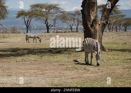 Zebra on Crescent Island in Lake Naivasha, Kenya Stock Photo