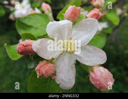 Open flower and young buds of blossoming apple tree with water drops on a petals and leaves closeup photo Stock Photo