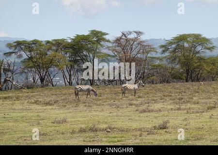 Zebra on Crescent Island in Lake Naivasha, Kenya Stock Photo