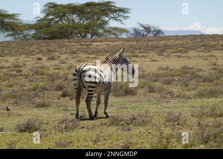 Zebra on Crescent Island in Lake Naivasha, Kenya Stock Photo