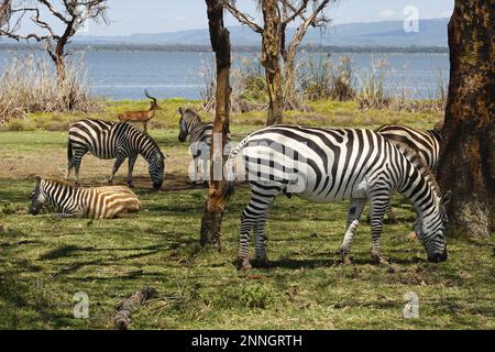 Zebra on Crescent Island in Lake Naivasha, Kenya Stock Photo