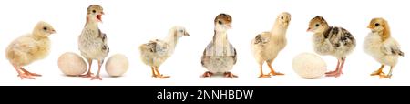 Cute little chickens and turkeys isolated on white background. Stock Photo