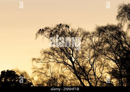 Backlit tree silhouettes with crows in the tree Stock Photo