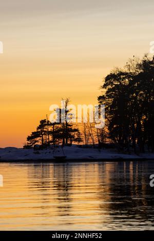 Backlit tree silhouettes with crows in the tree Stock Photo