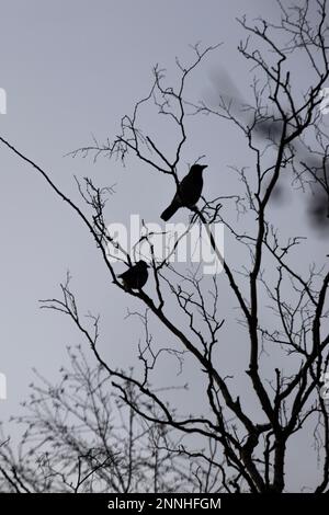 Backlit tree silhouettes with crows in the tree Stock Photo
