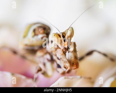 Macro photo of tiny mantis sitting on petals of orchid flower. Small insect on flowering plant. Stock Photo