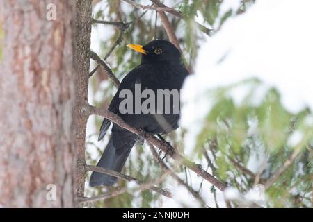 A blackbird in a forest Stock Photo