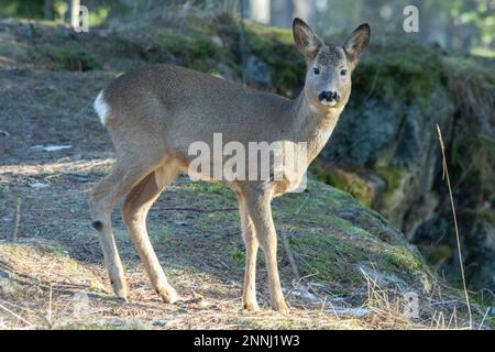 Roe deer in forest Stock Photo