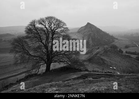 Parkhouse Hill and Chrome Hill iconic oak tree, Peak District National Park, Derbyshire, England, UK. Staffordshire Moorlands.(Dragons Back Ridge) Stock Photo