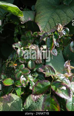 Closeup shot of leaves Stock Photo