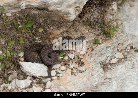 Common Viper (Vipera berus) juvenile resting on a path in the Swiss Alps Stock Photo