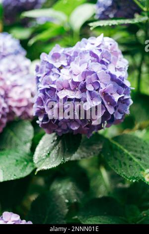 Purple Hydrangea macrophylla, a species of flowering plant in the family Hydrangeaceae, with raindrops on it Stock Photo