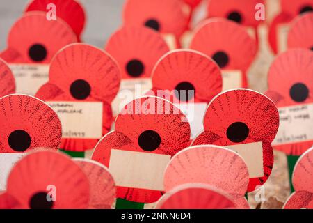 Beautiful picture of poppy flowers. Remembrance Day. Close-up, memorial Stock Photo