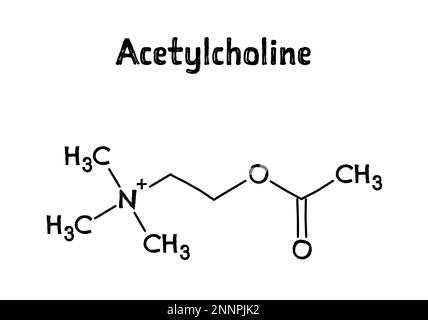 acetylcholine structure