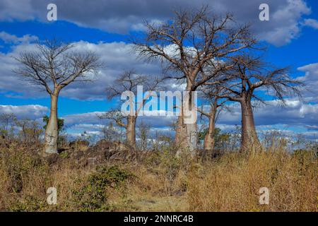 African baobabs (Adansonia digitata), Savuti, Chobe National Park, Bostwana Stock Photo