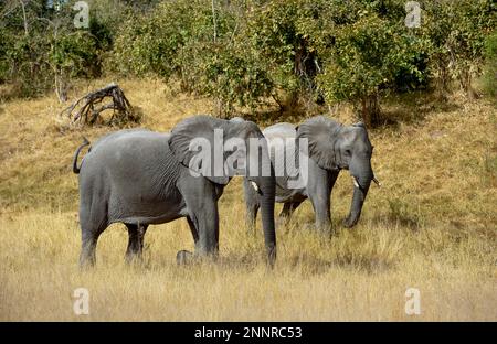 African elephants (Loxodonta africana) walking through bush landscape, Savuti, Chobe National Park, Bostwana Stock Photo