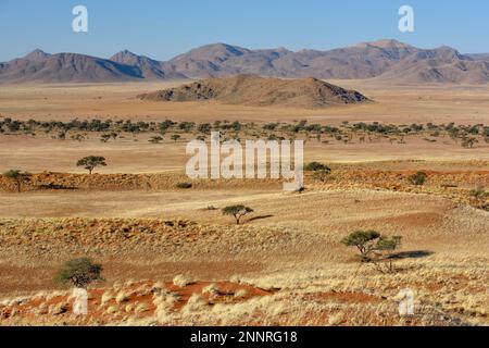 Dry grasslands in front of ridges, Gondwana Namib Park, near Sesriem, Hardap Region, Namibia Stock Photo