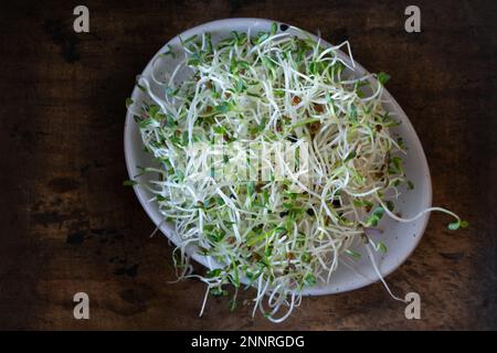 Alfalfa and Onion Sprouts Micro Greens Stock Photo