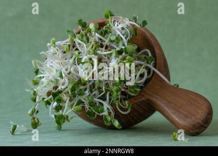 Alfalfa and Onion Sprouts Micro Greens Stock Photo